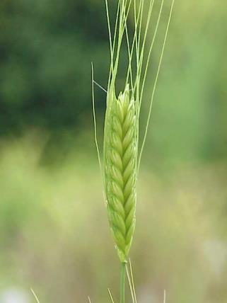 egyszemű búza) / Tönke
