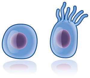 Ciliopathiák A primer ciliák a vese epithelialis sejtjeiben lévı szenzoros organellumok, amelyek a mechanoszenzoros