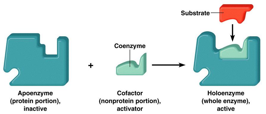 Koenzimek Az enzim működéséhez szükséges, nem fehérje természetű anyag Feladat: