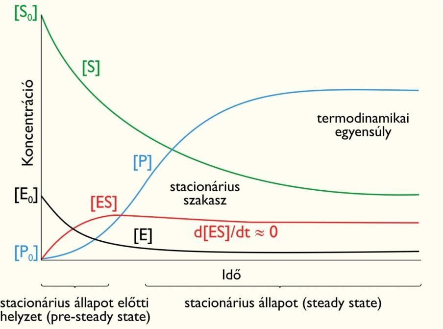 Az enzimreakciók kinetikája Nulladrendű: a reakció sebességét a koncentráció nem befolyásolása