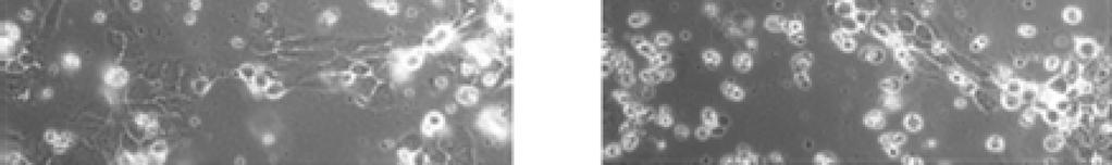 legkiemelkedőbb, optimális lipofilitással (k = 2,), illetve IC5