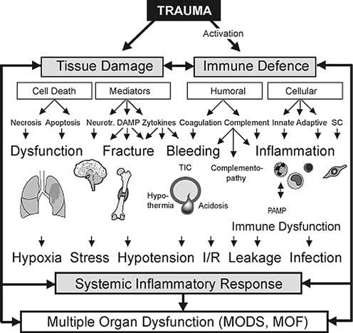 Two-hit theory (két csapás elmélet) First hit, trauma load Systematic inflammatory response szisztémás gyulladásos válaszreakció Second hit Szekunder endogén okok - antigén terhelés Légzési