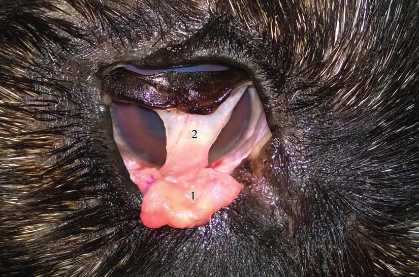 eyelid 3) canthus medialis / medial canthus 4) canthus lateralis / lateral canthus 23. kép Kutya jobb szeme lateralis irányba húzva (a lig. orbitale és az arcus zygomaticus részben eltávolítva) / Fig.