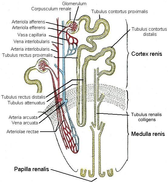 A vese 80%-a tubulointerstitium 65% tubulus 15% interstitium 1-es típusú