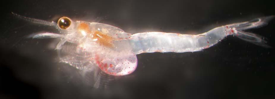 Hemimysis