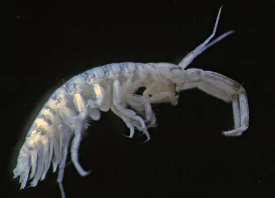 Corophium