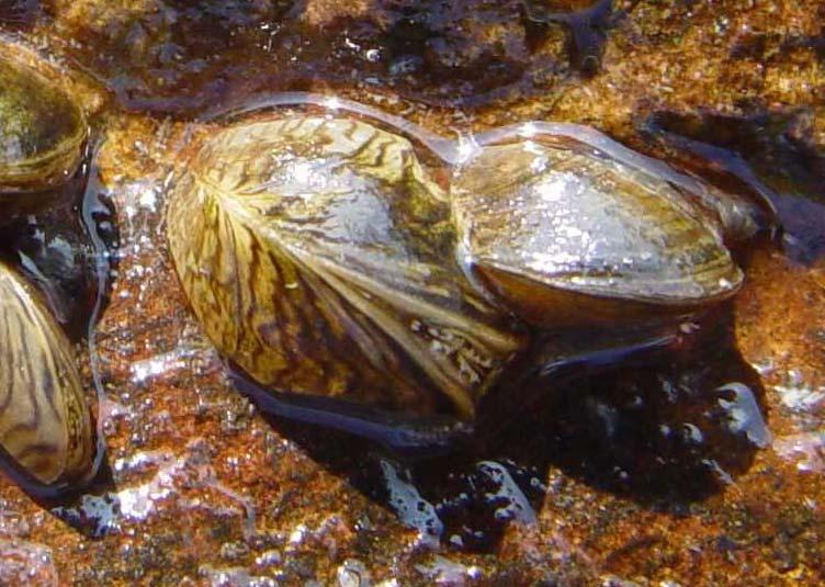 Dreissena polymorpha - vándorkagyló Dreissenidae Életmód: -naponta ~ 1 l vizet szűr át, jelentős mennyiségű planktont fogyasztva ( táplálékkonkurrens halak és más planktonfogyasztók számára) -