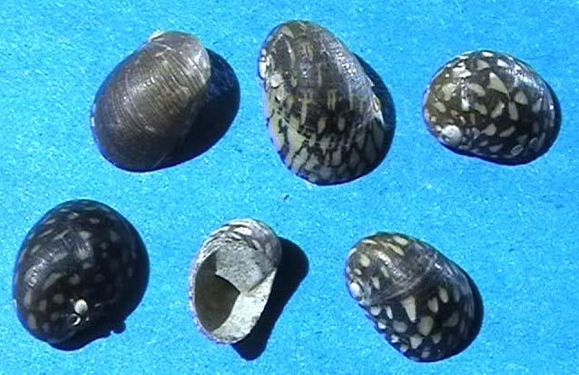 Theodoxus fluviatilis (Duna, Tisza)