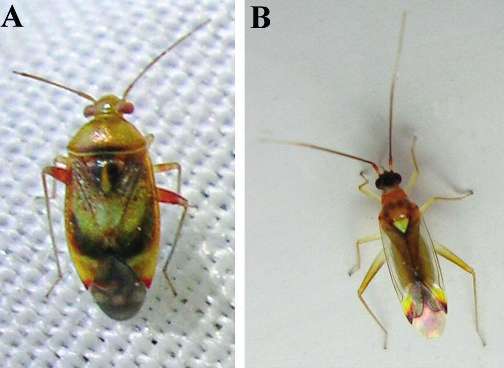 Hypseloecus visci imágói és szívogatása Fotó: Keresztes Balázs ország, Moldova és Macedónia területérôl is kimutatták (Fauna zsán párhuzamos sötét sáv figyelhetô meg Europaea 2011). Az imágók (4.