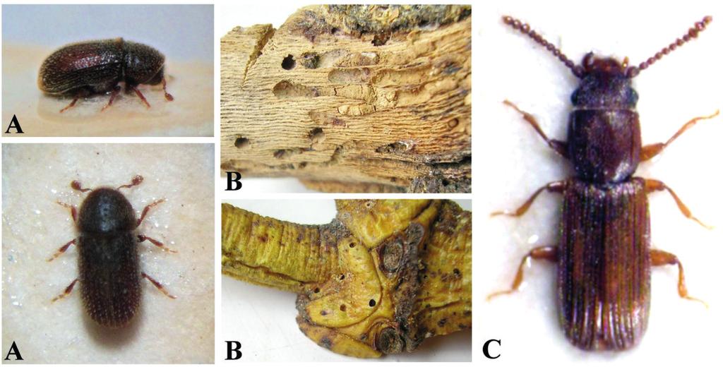 160 NÖVÉNYVÉDELEM 48 (4), 2012 Csehország, Németország, Lengyelország, Szlovákia, Olaszország, Svájc (Fauna Europaea 2011), valamint Magyarország területérôl is jelentették (Györffy 1956, Podlussány