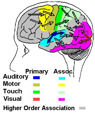 Magasabb rendű, polimodális asszociációs áreák Nem egy érzékszervi információhoz kötődnek Különböző érzékszervi információkhoz kötődő asszociációs területek információinak kombinálásával jönnek létre
