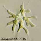 Chlorarachniophyta Amőboid egyesejtűek, sejtnyúlványaik (filopódiumaik) sejthálózattá (plazmódiummá) kapcsolják össze; sejtek csupaszok,