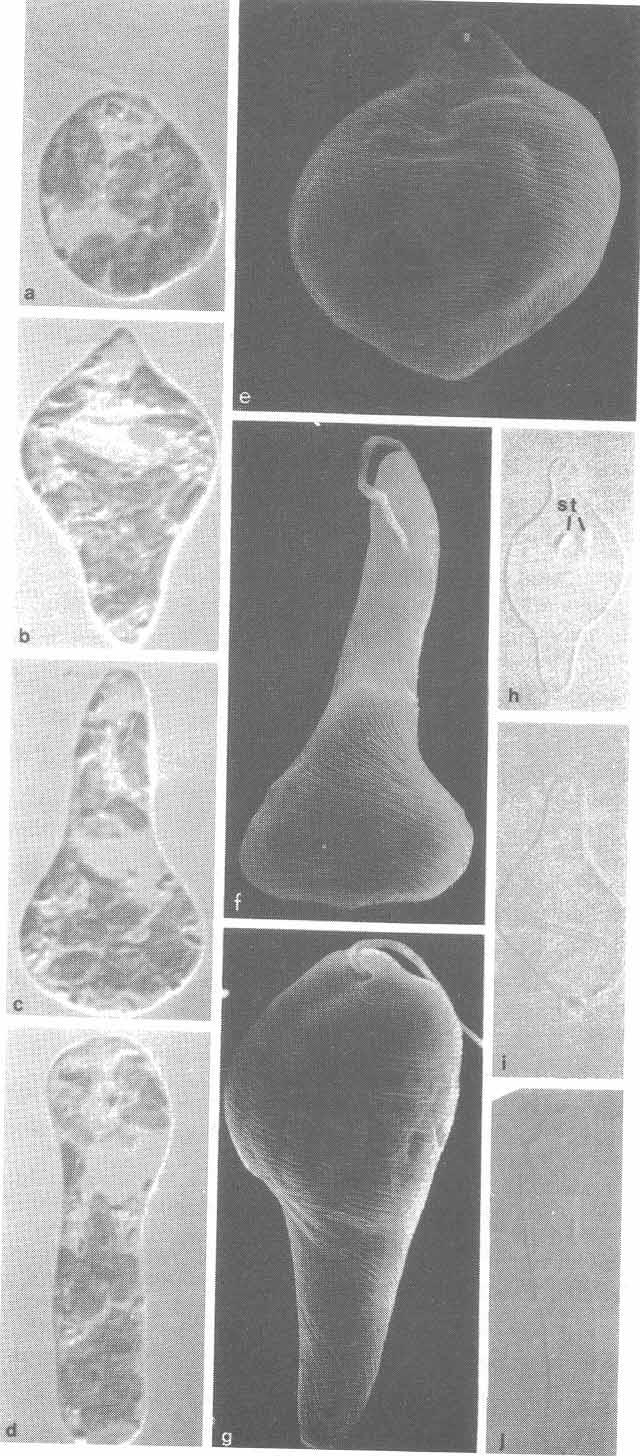 Euglenoid