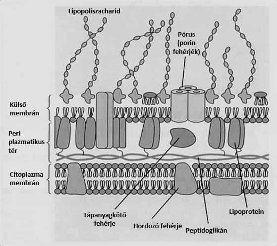 A lipopoliszacharid és a gyulladásos jelátvitel Kísérleteink egy részében egy fakultatív anaerob Gram-negatív baktréiumból, az Escherichia coli-ból származó lipopoliszacharid endotoxint (LPS;