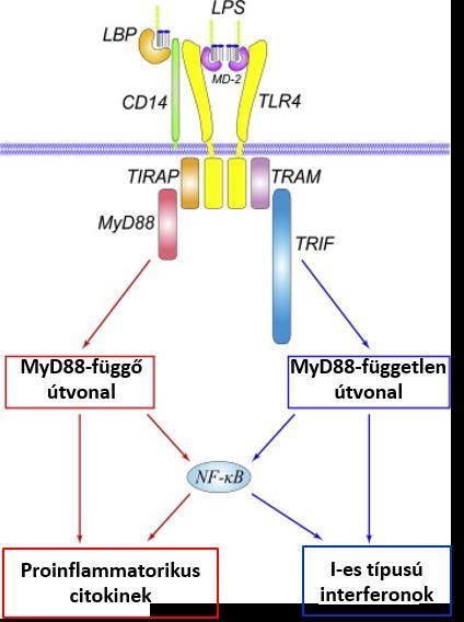voltak képesek az NF-κB transzkripciós faktor aktiválására, de emellett az I-es típusú interferonok és génjeik indukálhatók voltak (38,40).