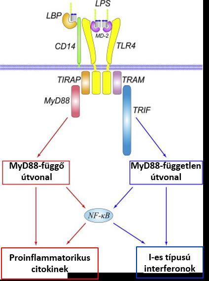 GYULLADÁS ÉS OXIDATÍV STRESSZ HATÁSA JELÁTVITELI FOLYAMATOKRA ÉS  MEMBRÁNRENDSZEREK STABILITÁSÁRA - PDF Ingyenes letöltés