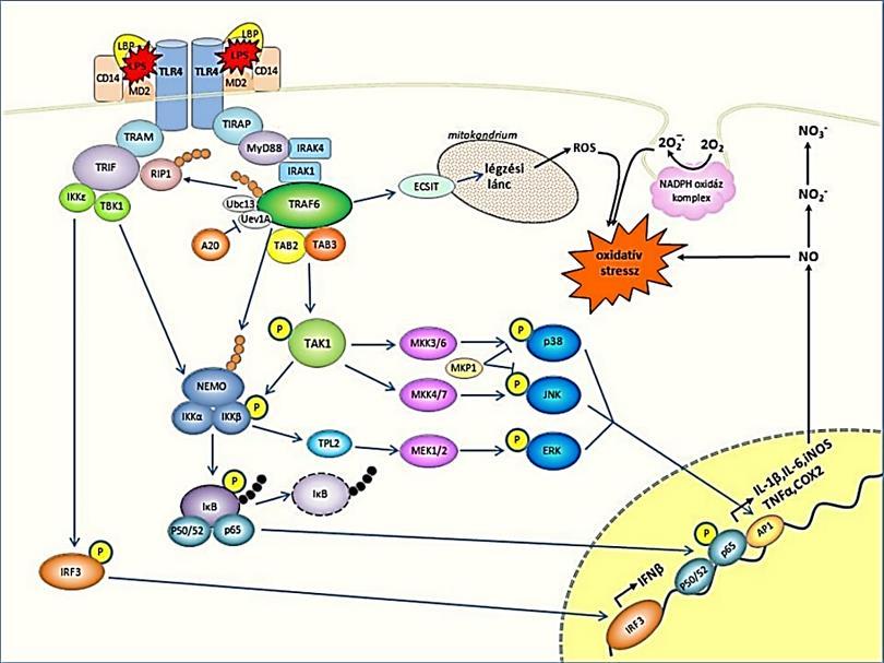 6. ábra: A TLR4 jelátviteli utak összefoglaló ábrája Antus szerint. Rövidítések a szövegben. (Forrás: (55)) 1.5.7.