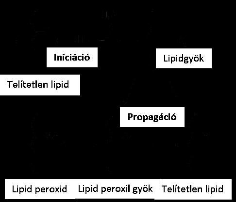 10. ábra: A lipidperoxidáció folyamata Vickers (97) és Panasenko (96) ábrázolásában.
