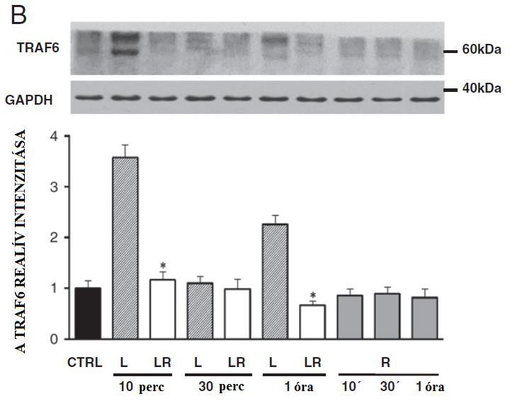 17. ábra: Az LPS és a rezveratrol hatása a traf6 gén, illetve a TRAF6 fehérje expressziójára mrns (A) és fehérje (B) szinten. RAW 264.