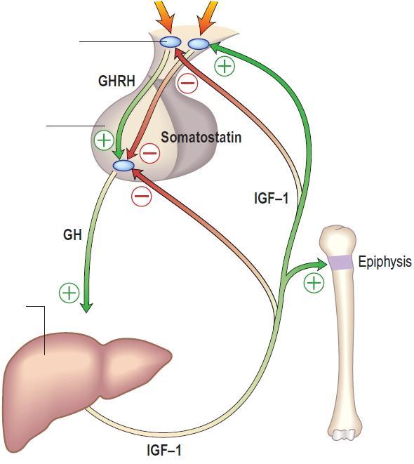 Stressz REM alvás Hypothalamus Növekedési