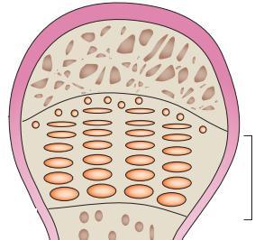 Cink (hiány) A-vitamin (többlet) Növekedési lemez Gyulladásos citokinek IL-1β (többlet) IL-6 (többlet) Tumor nekrózis faktor (többlet) Extracelluláris folyadék Oxigén (hiány) Acidózis Fizikai