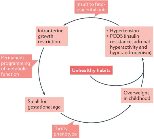 Környezeti tényezők Az anyai cukorbetegség, dohányzás vagy magas vérnyomás a terhesség alatt a méhen belüli növekedés elmaradását okozzák, és elősegítik a thrifty fenotípust kialakulását.