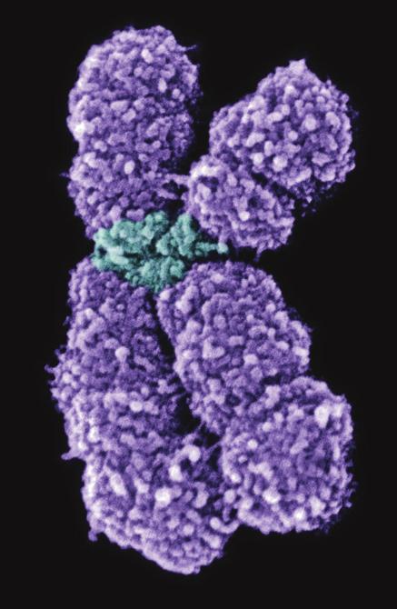 DNS-állomány megkettőződését követően az utódmolekulák nem válnak el egymástól, hanem a befűződésnél együtt maradnak. sejtosztódás elején fénymikroszkópban is látható testecskék 3.