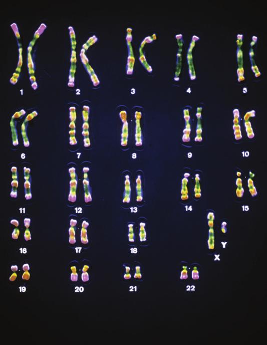 két X-kromoszómát azonos tulajdonságokra vonatkozó génsorozatok építik föl. b) férfiak szöveti sejtjeiben a 22 pár testi kromoszóma mellett egy X- és egy Y-kromoszóma található.