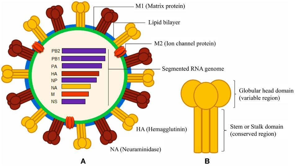 Influenza A vírus szerkezete és a felszíni fehérjék sematikus ábrázolása. 5. kép. Képaláírás: Az Influenza A vírus szerkezete és a felszíni fehérjék sematikus ábrázolása.