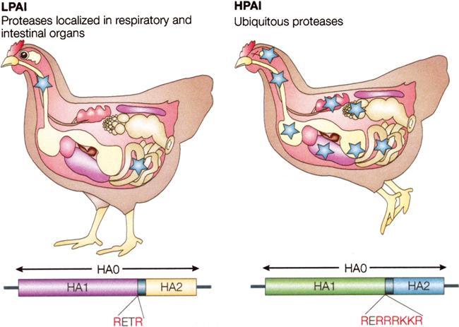 Madárinfluenza vírusok, Patogenítás A legerősebb megbetegítő képesség:h5 és H7.