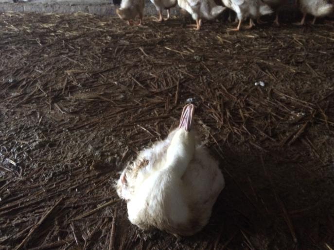 H5N8 2016, Klinikai tünetek, Liba LIBA: