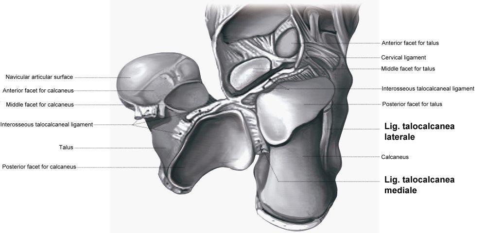 Alsó ugróízület art. subtalaris Capsula articularis: ligg.