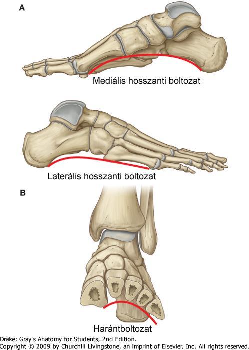 Lábboltozat A lábboltozat a test egész terhét hordozza. Csontos alátámasztási pontjai: tuber calcanei, caput ossis metatarsalis I., V.
