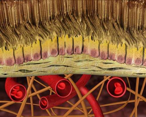 retina Fovea Macula