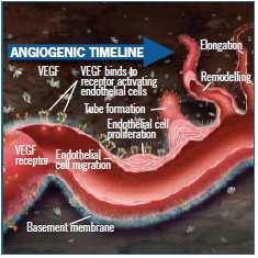 VEGF 121 VEGF 165 VEGF 189 VEGF 206 * VEGF: Vascular endothelial growth