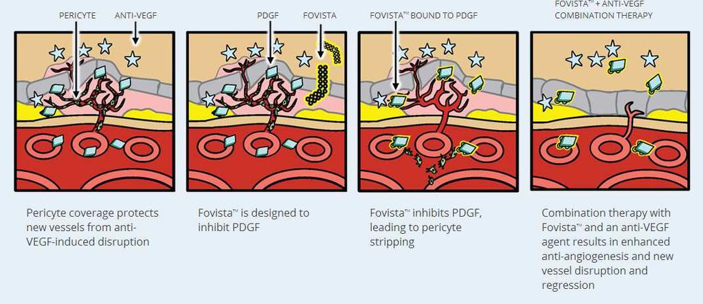 or occult CNV 1 2 3 4 5 6 7 8 9 10 11 12 Follow up (months) Ranibizumab 0.5 mg (n=240) Ranibizumab 0.