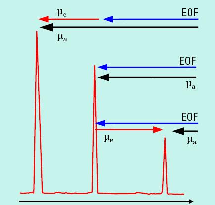 E L E K T R O F E R O G R A M kation µ a : látszólagos mozgékonyság µ e : effektív mozgékonyság µ EOF :