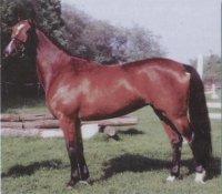 Háziállatok