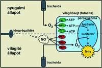 A fényt kemolumineszcenciával létrehozó folyamatok a világítósejtek citoplazmájában lévõ, kifejezetten e célra szakosodott sejtszervecskékben, a luciferint, luciferázt és ATP-t tartalmazó