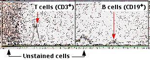 different fluorescent dye and specific for the B cell surface antigen designated CD19.