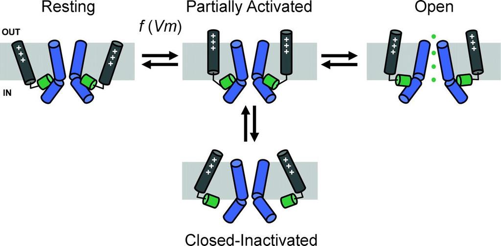 Az aktivációs/inaktivációs kinetika lépései A Kv4 típusú K +