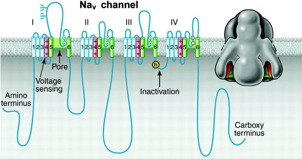 Feszültségfüggő Na + csatornák (Nav) Legalább 9 tagú csatornacsalád, melynek nagy szerepe van az akciós potenciál kialakításában és terjedésében. A pórusképző α alegységek rendkívül nagyok (kb.