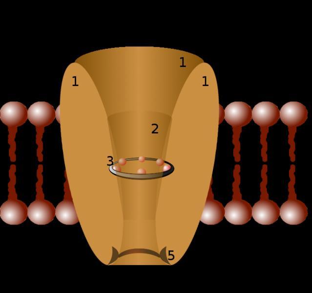 Egy ioncsatorna elvi struktúrája 1 csatorna domain-ek (tipikusan csatornánként négy) 2 külső vesztibula 3 a selectivity