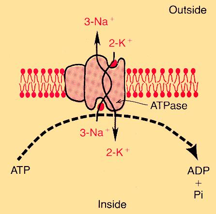 8 A Na + /K +