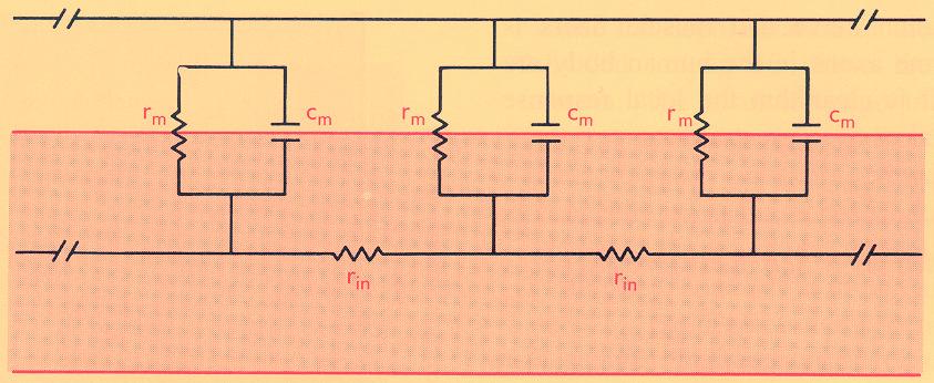 Elektrofiziológiai alapjelenségek 1. Dr. Tóth András - PDF Free Download