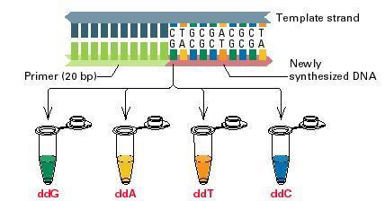 2. lépés A DS-polimeráz müködésének blokkolása 3 GAATTCGCTAATGC 5 CTTAA primer szekvenálandó DS DS polimeráz I dat,
