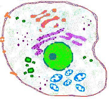 intracelluláris jelmolekulák Szignál kaszkád Aktiválás kereszt-foszforilálással Ras protein típusok: H, K, és N Ras