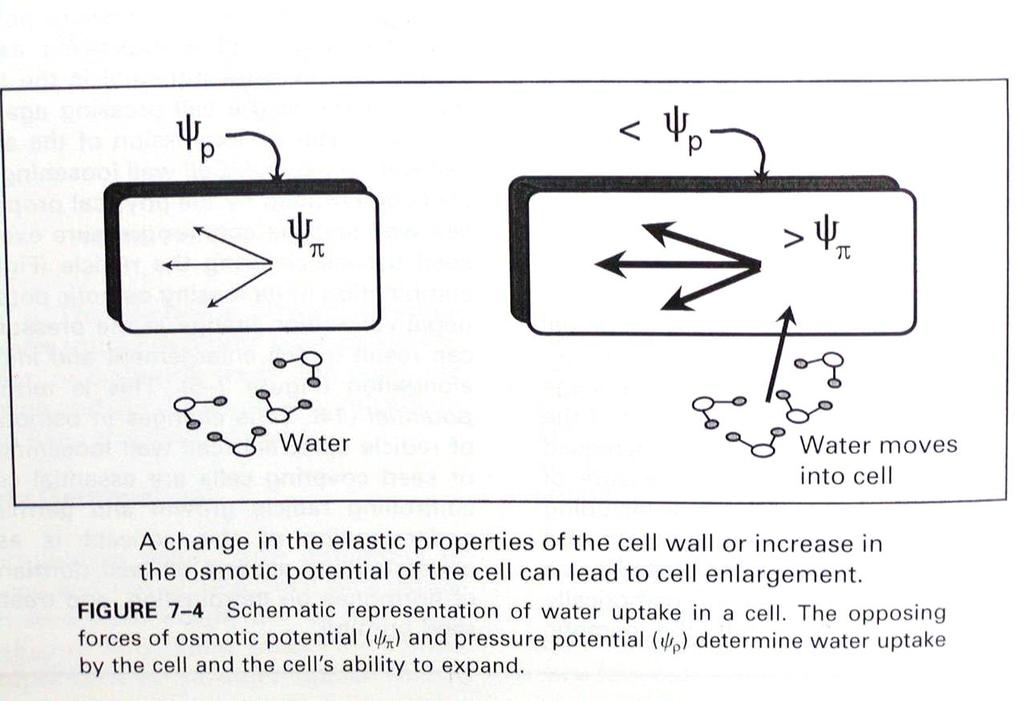 Changes in the cell due to water uptake