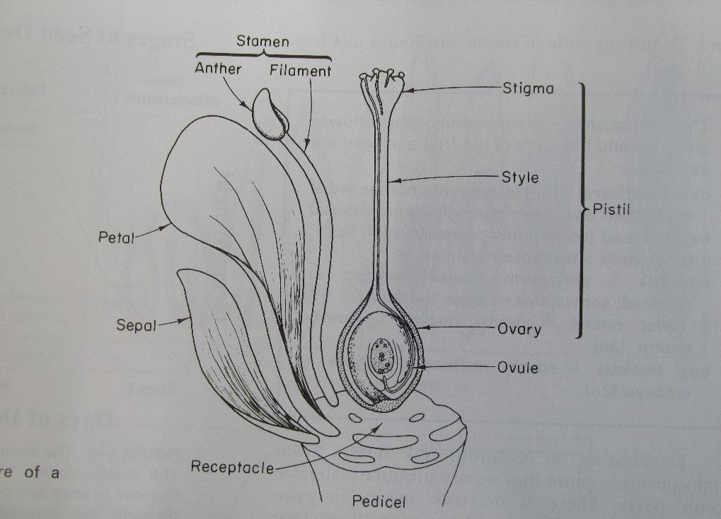 Fertilization of flowers Dr.