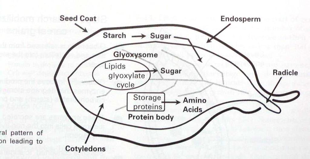 Mobilization of reserve materials during the germination